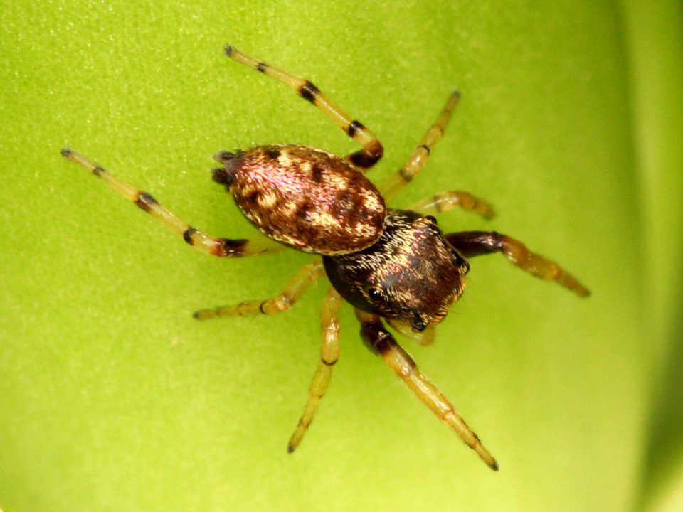 Zygoballus rufipes female 01