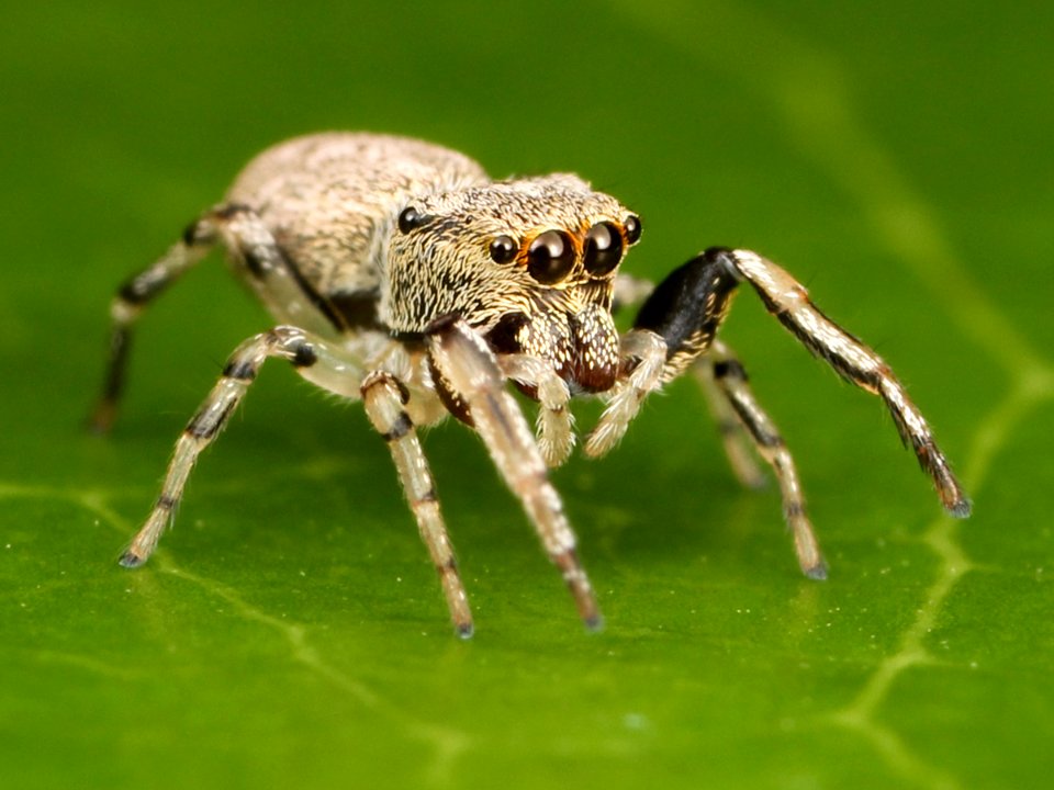 Zygoballus rufipes female (Rufus 2) 01
