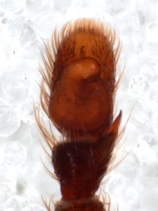 Zygoballus remotus Belize pedipalp