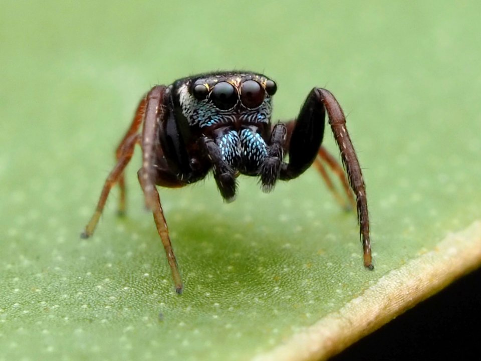 Zygoballus sexpunctatus 110463944