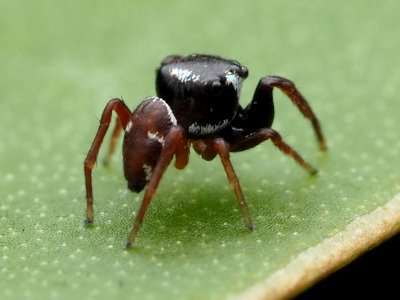 Zygoballus sexpunctatus 110463971
