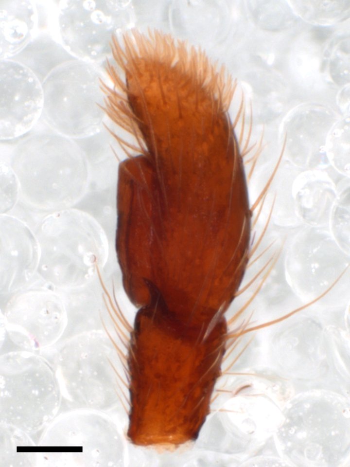 Zygoballus sexpunctatus pedipalp lateral with scale
