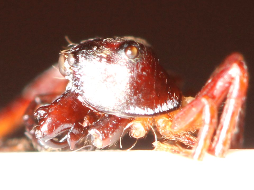 Zygoballus sexpunctatus profile photo