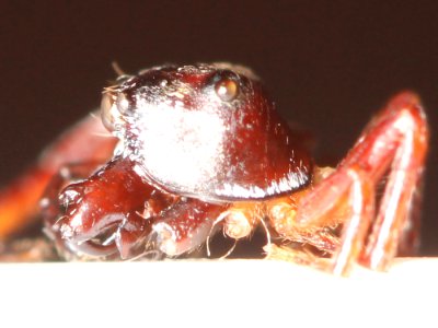 Zygoballus sexpunctatus profile photo