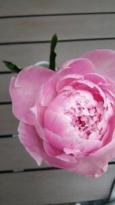 Peony pink schnittblume photo