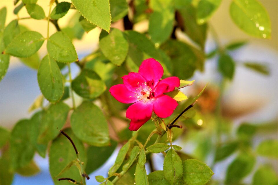 Red leaves stem