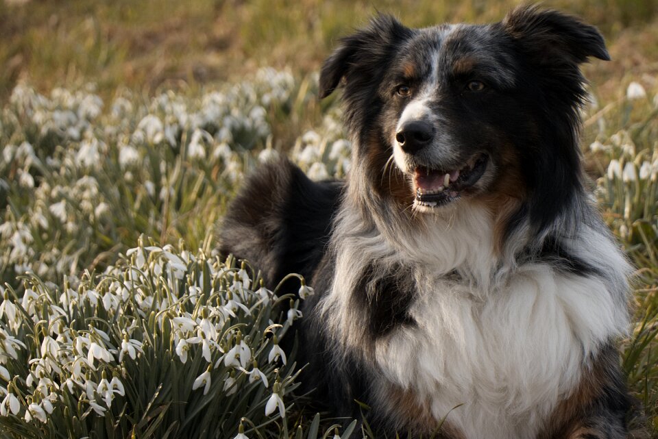 Dog animal Free photos