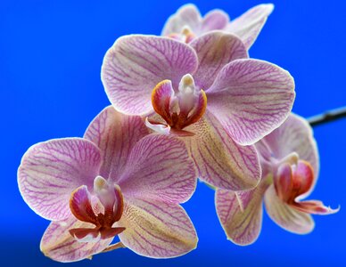 Flora floral orchid