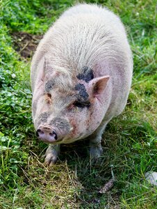 Farm agriculture domestic pig photo