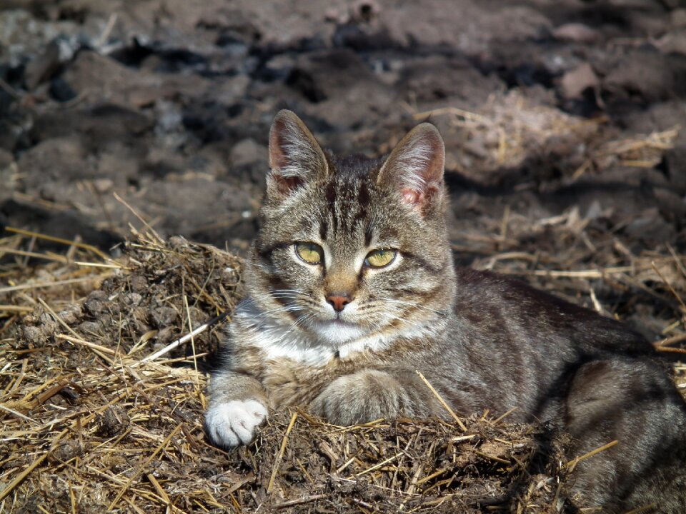 Cat's eyes animal cute
