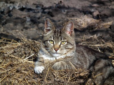 Cat's eyes animal cute