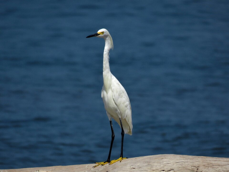 White bird beach bird birding
