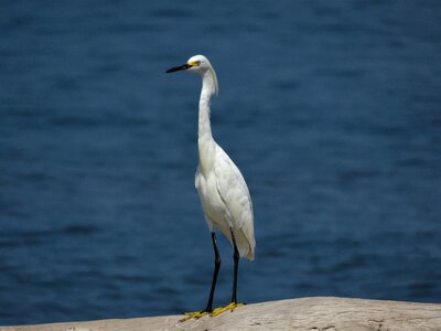 White bird beach bird birding