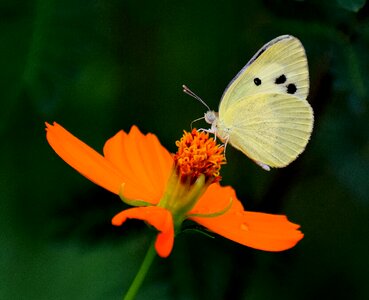 Colorful nature insect