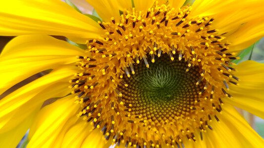 Sunflower flower sun