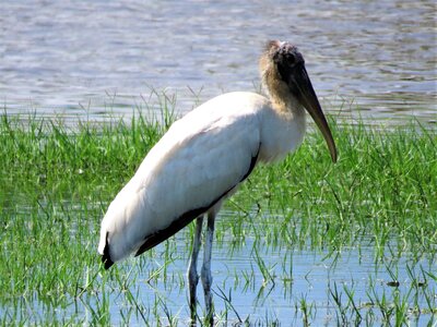 Stork swamp bird birding photo