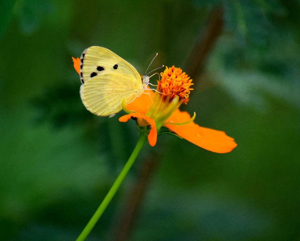 Floral blossom bloom