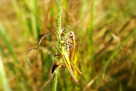 Animals grasshopper podłatczyn roesela photo