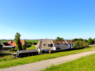 Zwarte Haan1