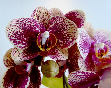 Orchid flower close up purple photo