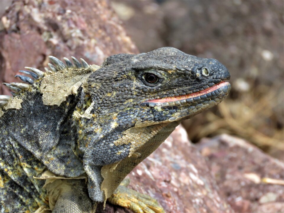 Iguana tropical reptile reptile