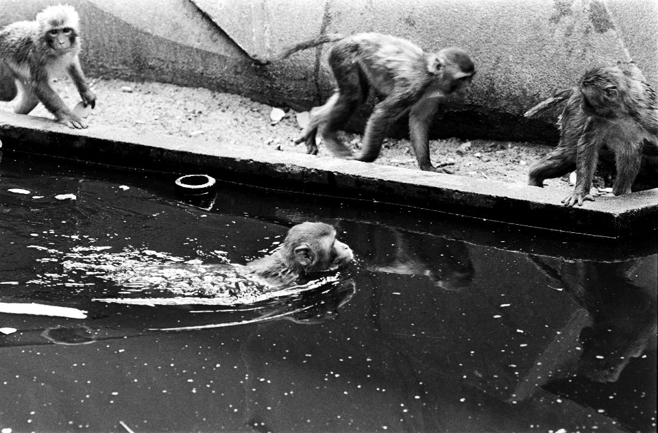 Zwemmende aap in Artis, Bestanddeelnr 930-9415