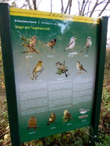 Zwenkauer Eichholz - Naturlehrpfad 10 - Vögel am Tagebaurand