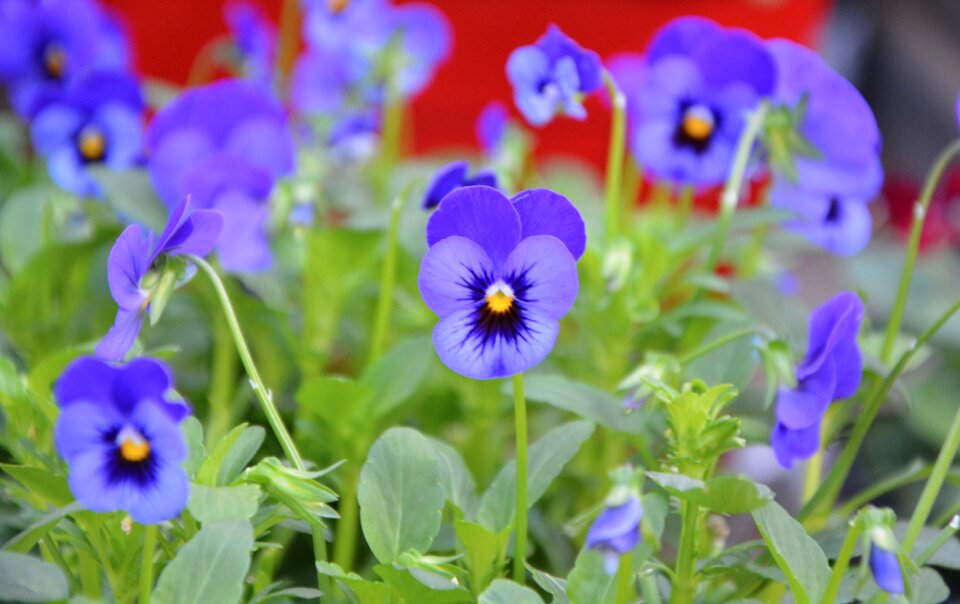 Pot thoughts blue flowering