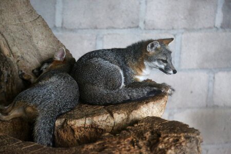 Animals foxes honduras