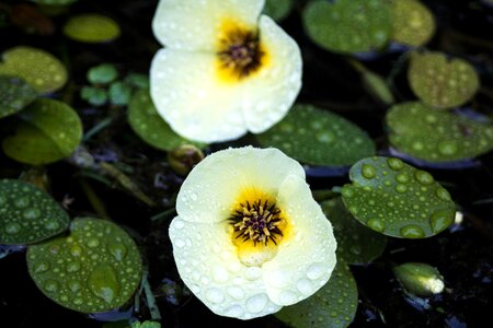 Azores macro plant