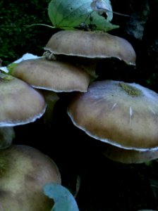 Zwenkauer Eichholz - Unbestimmter Lamellenpilz B 2015