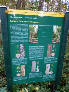 Zwenkauer Eichholz - Naturlehrpfad 03 - Typische Gehölze des Eichholzes