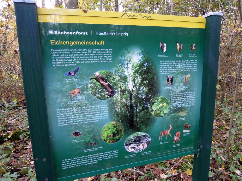 Zwenkauer Eichholz - Naturlehrpfad 07 - Eichengemeinschaft