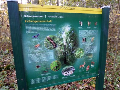 Zwenkauer Eichholz - Naturlehrpfad 07 - Eichengemeinschaft