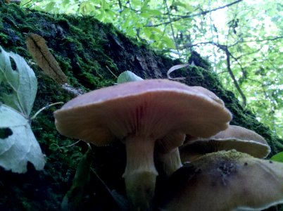 Zwenkauer Eichholz - Unbestimmter Lamellenpilz D 2015