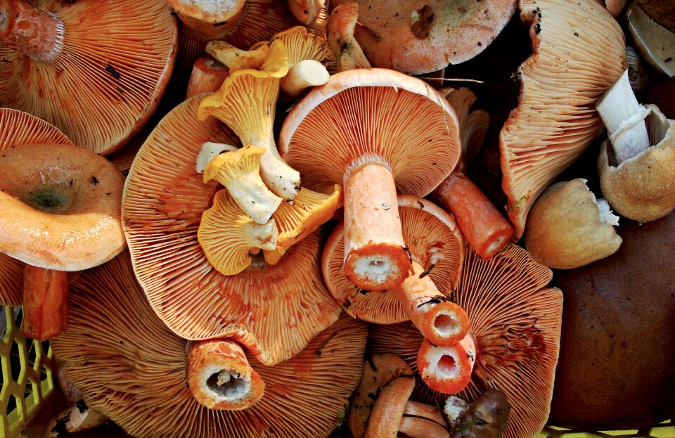 Mushrooms boletus eating
