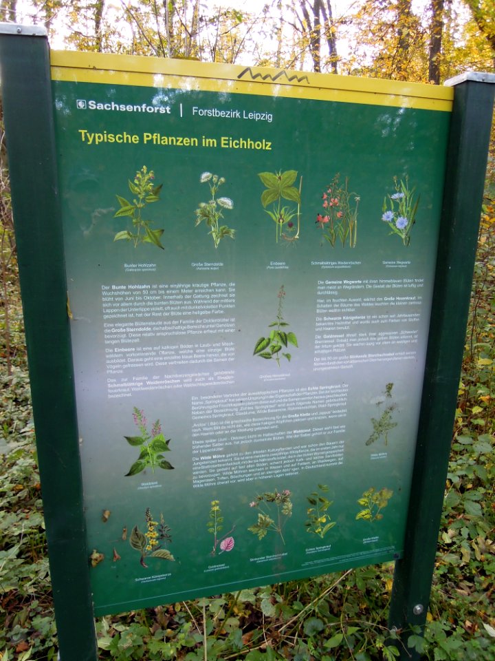 Zwenkauer Eichholz - Naturlehrpfad 06 - Typische Pflanzen im Eichholz