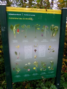 Zwenkauer Eichholz - Naturlehrpfad 02 - Frühblüher des Eichholzes