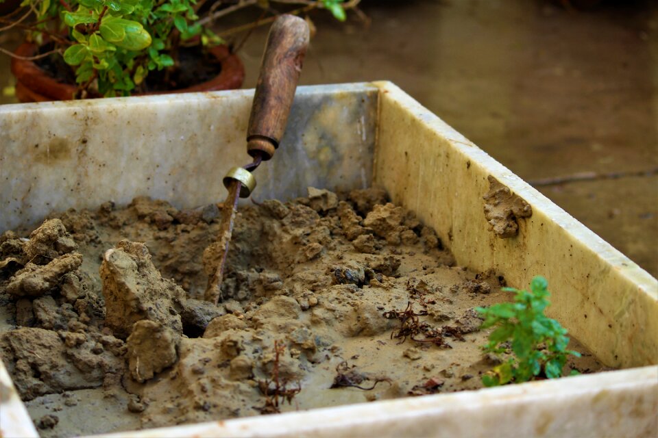 Plant planting sapling