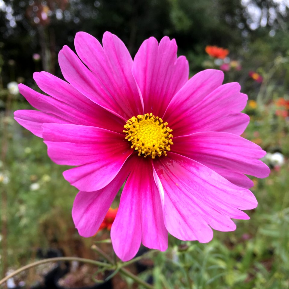'Radiance' Cosmos bipinnatus IMG 6064