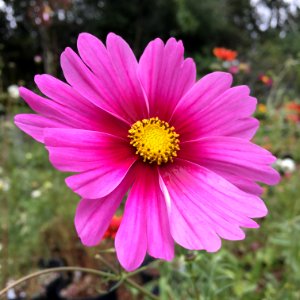 'Radiance' Cosmos bipinnatus IMG 6064
