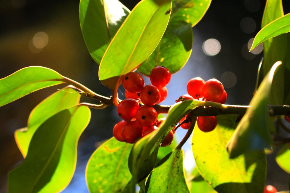 Leaf plant close up