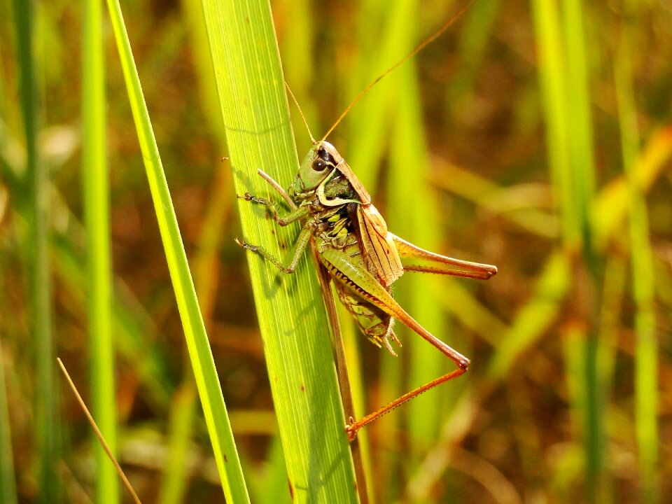 Lawn animals grasshopper