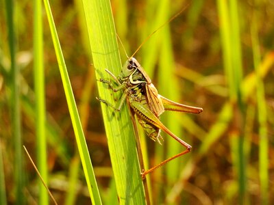 Lawn animals grasshopper photo