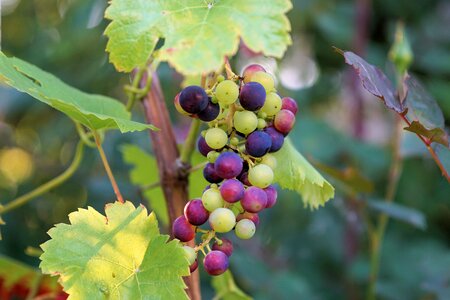 Fruits fruit vines