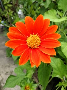 Nature sunflower japanese zinnia