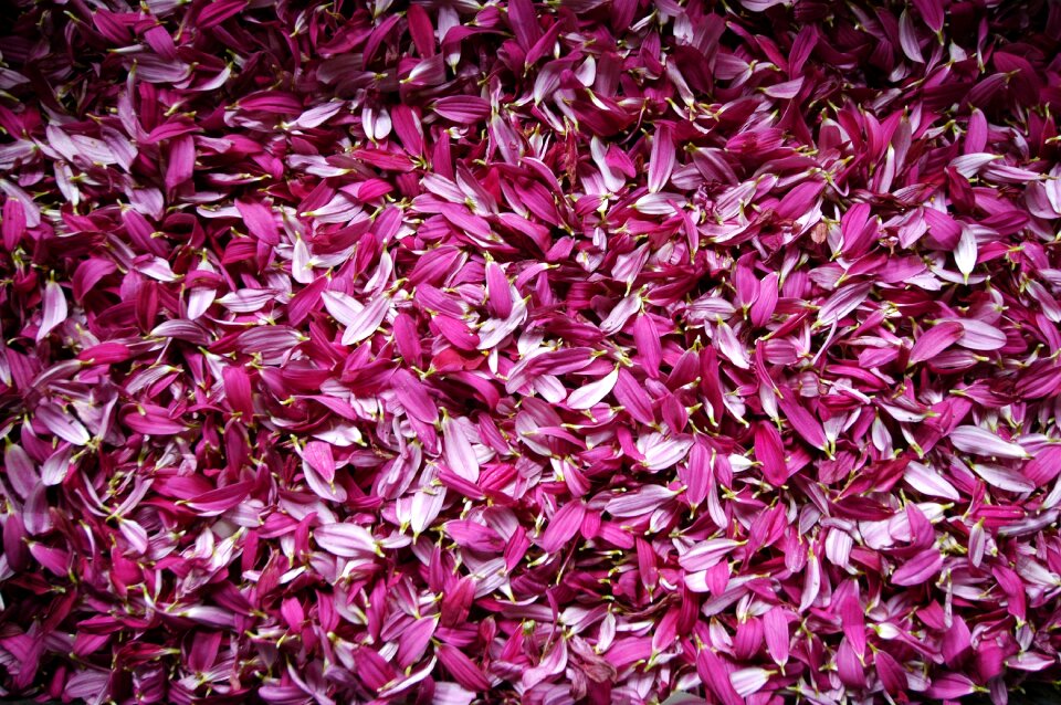 Flower nature petals pink