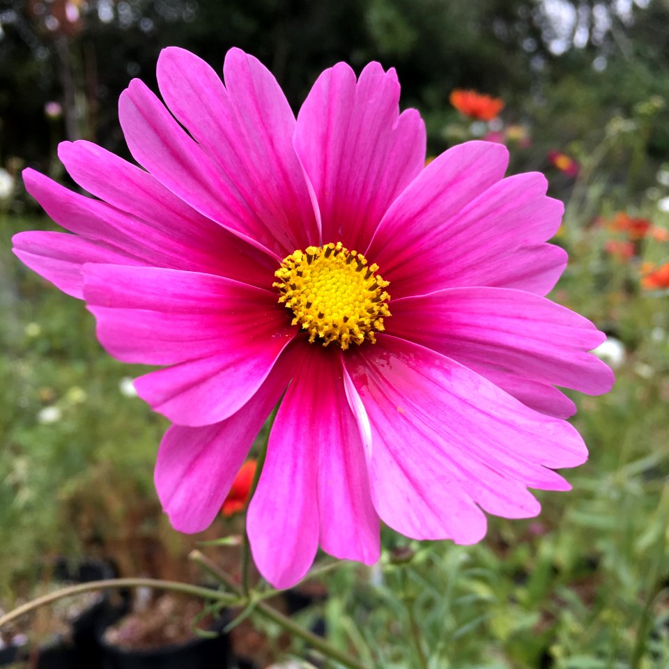 'Radiance' Cosmos bipinnatus IMG 6063