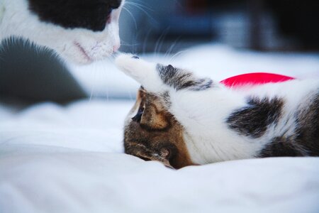 Pet bed sheet