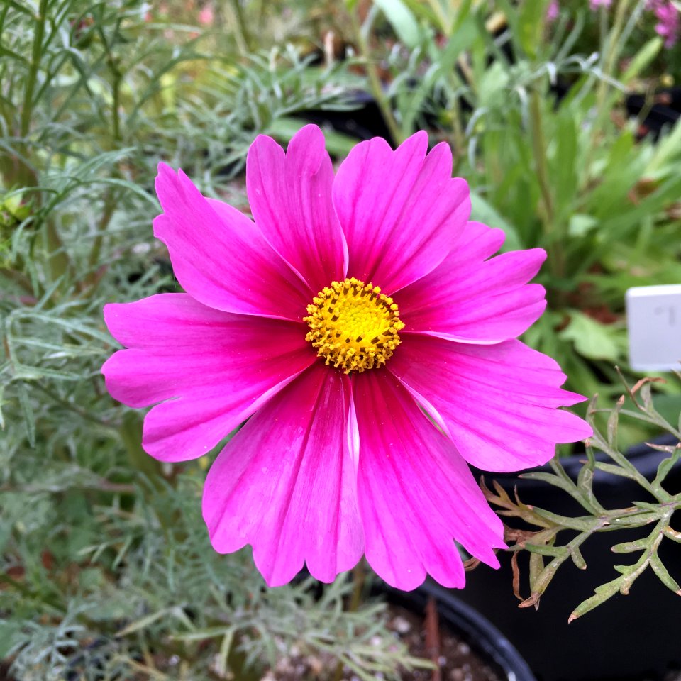 'Radiance' Cosmos bipinnatus IMG 6065